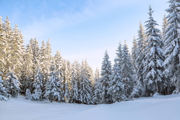 Landscape winter forest in cold sunny day. The fluffy pine trees covered with white snow. Wallpaper snowy background. Location place Carpathian, Ukraine, Europe. - Foto, immagini