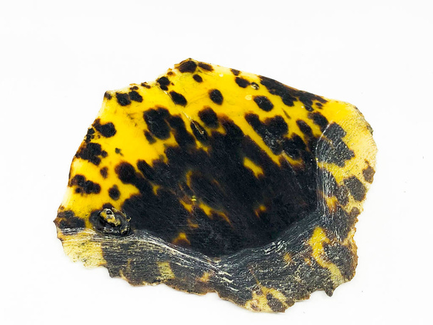 Turtle shell, pressed. white background. - Photo, Image