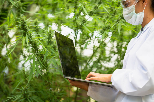 Женщина-ученый проверяла и исследовала растения конопли. марихуана
 - Фото, изображение