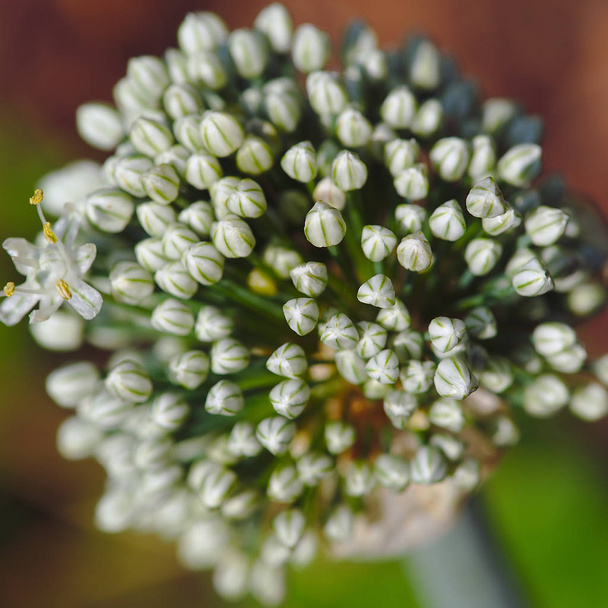 bola de flor de ajo blanco de cerca y efecto borroso
 - Foto, imagen