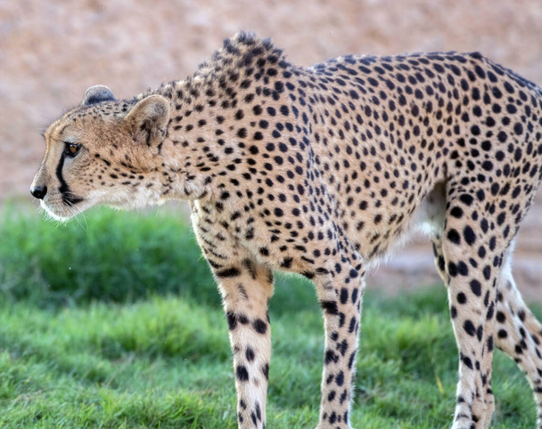 Wild Animal Cheetah or Tiger in Jungle - Valokuva, kuva