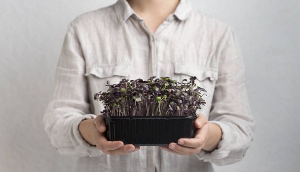 Purple microgreens or sprouted seeds in woman hands - Photo, Image