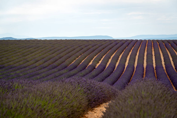 Лавандовое поле в Валенсоле, Франция
 - Фото, изображение