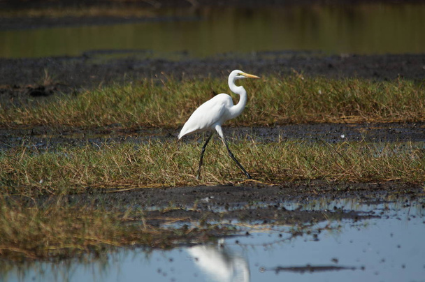 The great egret (Ardea alba) is a species of bird from the family Ardeidae, of the genus Egretta. This bird is a type of fish-eating birds, shrimp that have habitat in mangroves and sand, rice fields. - Photo, Image