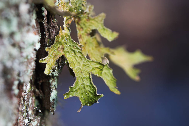 Lobaria pulmonaria, tai tammi keuhgwort harvinainen jäkälät ensisijainen pyökki metsässä, joka kasvaa kuori vanhoja puita
 - Valokuva, kuva