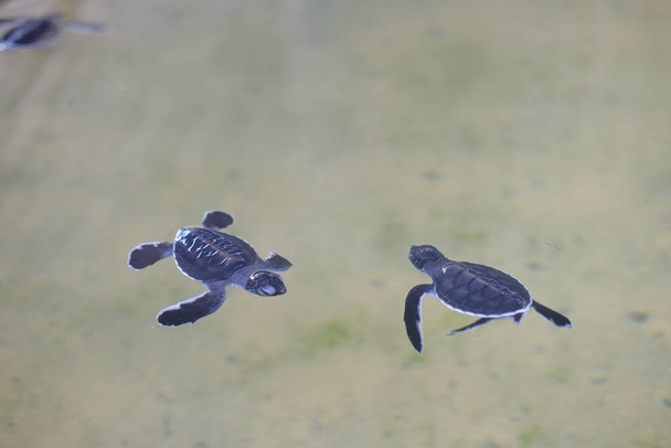 2 μικρές χελώνες κολυμπούν στο νερό.Χελώνα αγρόκτημα στη Σρι Λάνκα. Καταφύγιο για χελώνες με αναπηρία. Ένα μέρος όπου μεταχειρίζονται θαλάσσια ζώα που έχουν υποφέρει από τα χέρια λαθροκυνηγών. - Φωτογραφία, εικόνα