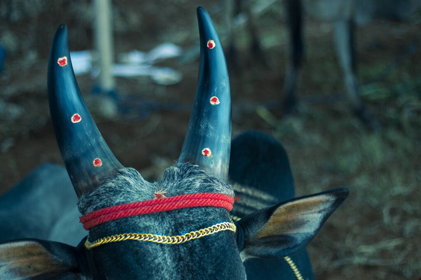 Украшенный рог кенгаямского быка, готовый к фестивалю
. - Фото, изображение