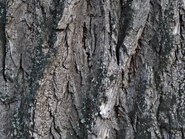 Bark and textured background of an ancient tree. Countryside. Exotic bark. - Фото, изображение