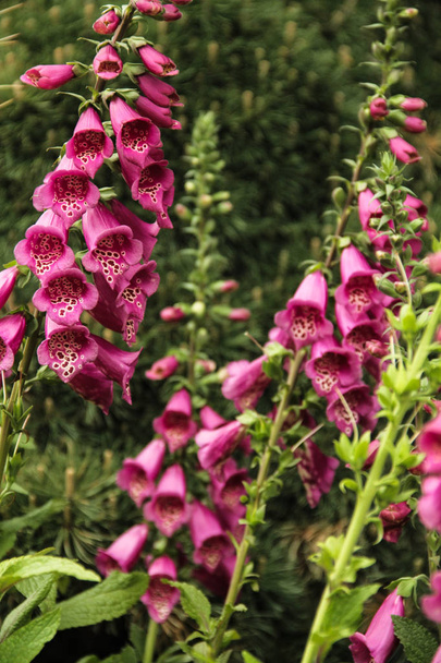 A few foxglove flowers with selective focus - Photo, Image