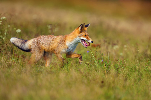 Červená liška (Vulpes vulpes) hledá potravu na louce. Mladá červená liška na zeleném poli s tmavým smrkovým lesem v pozadí. - Fotografie, Obrázek