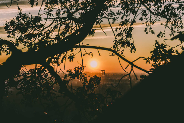 Прекрасні помаранчеві гілки чагарника заходу сонця
 - Фото, зображення