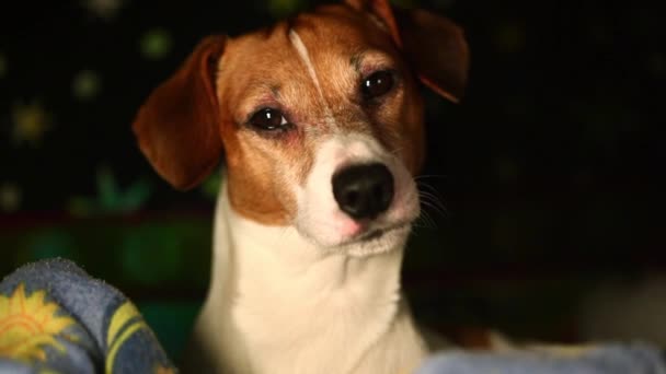 Jack Russell terrier durmiendo hasta despertarse en una bolsa de frijoles
 - Imágenes, Vídeo
