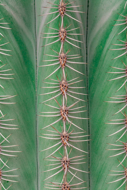 close up. Cactus thorns for the background - Foto, afbeelding