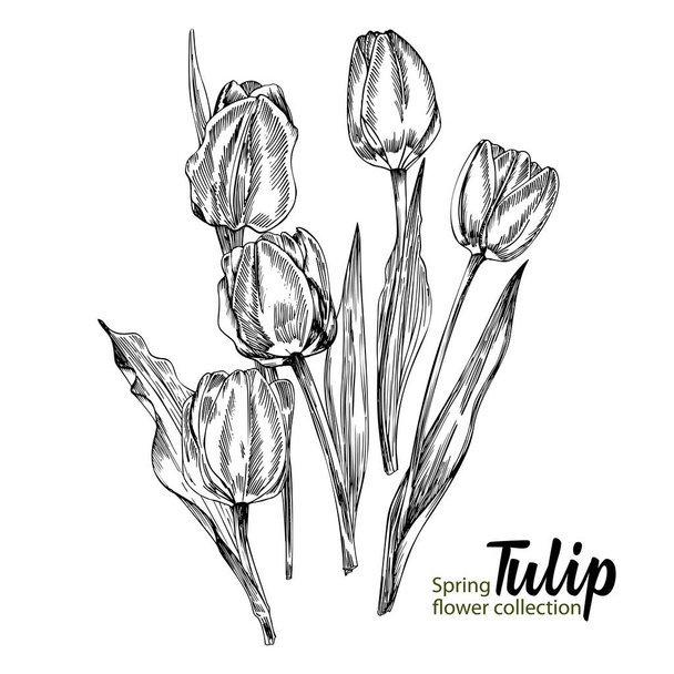 Spring flower tulips on white background. Line engraving drawing style. Realistic botanical nature floral sketch pattern for wedding greeting art decoration design. - Vector, Image