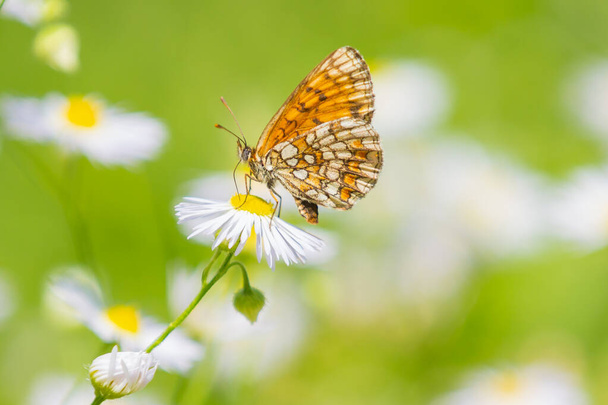 provenal fritillary vlinder - Foto, afbeelding