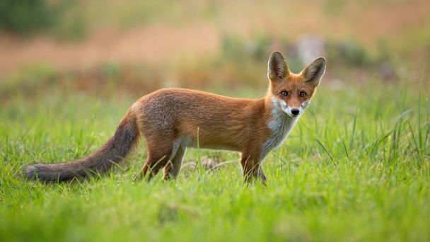 Curious red fox cub standing on a glade and facing camera in summertime - Photo, Image