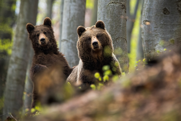 Жінка з коричневого ведмедя разом з дитиною в лісі
 - Фото, зображення