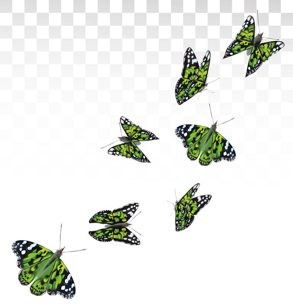 緑の蝶の透明背景に隔離飛行。3D現実的な美しいカラフルな蝶。生物学ベクターイラスト - ベクター画像