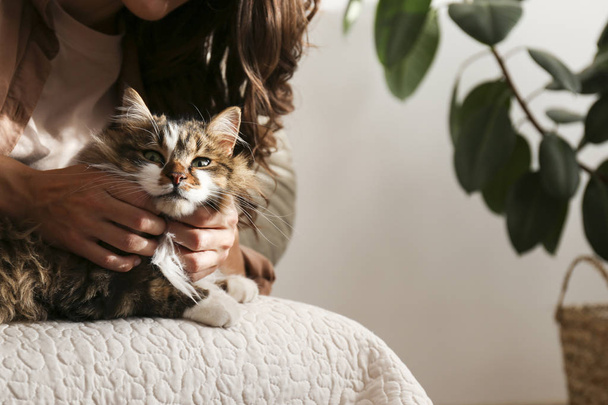 Portrait of beautiful and fluffy tri colored tabby cat at home, natural light. - 写真・画像
