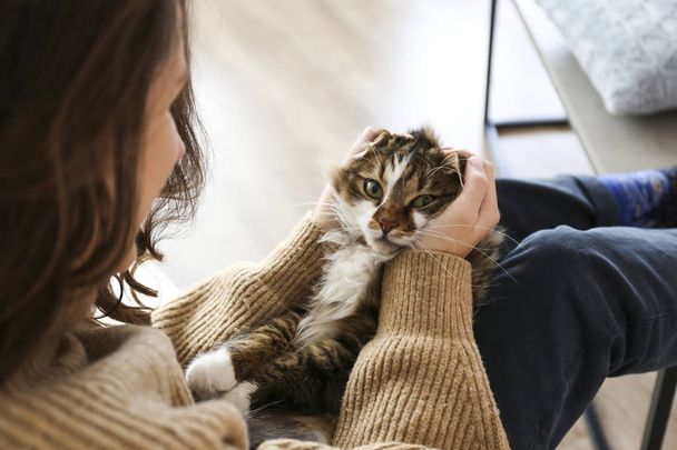 Portrait of beautiful and fluffy tri colored tabby cat at home, natural light. - 写真・画像