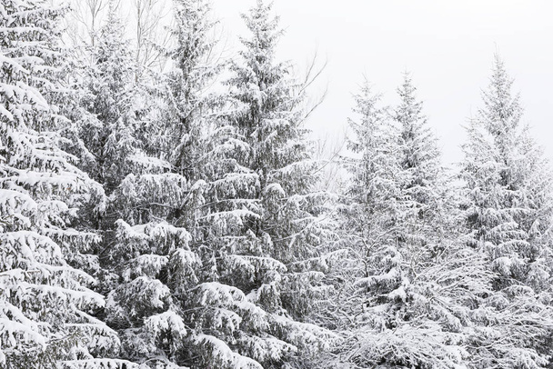 Forêt de conifères dans les montagnes couvertes de neige et couvertes
 - Photo, image
