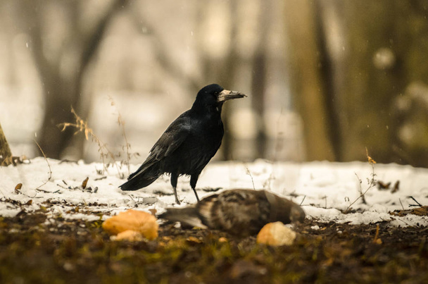 Wild rook looking for food on the ground on a cold winter day - Photo, Image