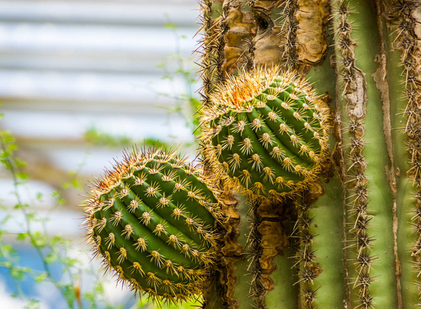 großer Kaktus, der neue Äste ausbildet, Wachstumsprozess eines Kaktusbaumes, Hintergrund tropischer Natur - Foto, Bild