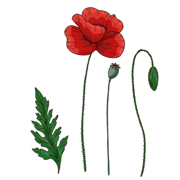 Red poppy flower. Papaver. Green stems and leaf. Set of elements for design. Hand drawn vector illustration. Isolated on white background. - ベクター画像