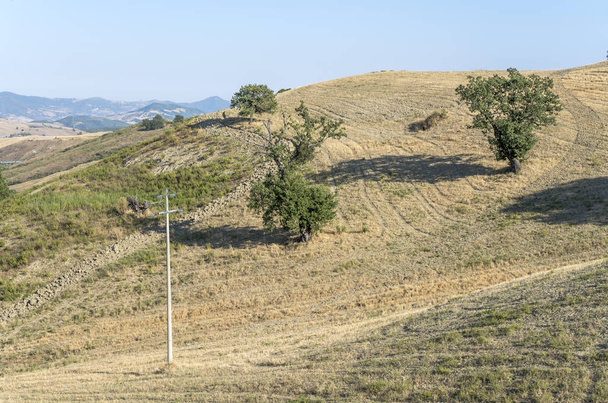 Bäume am ausgetrockneten Hang in der Nähe von Roccanova, Italien  - Foto, Bild