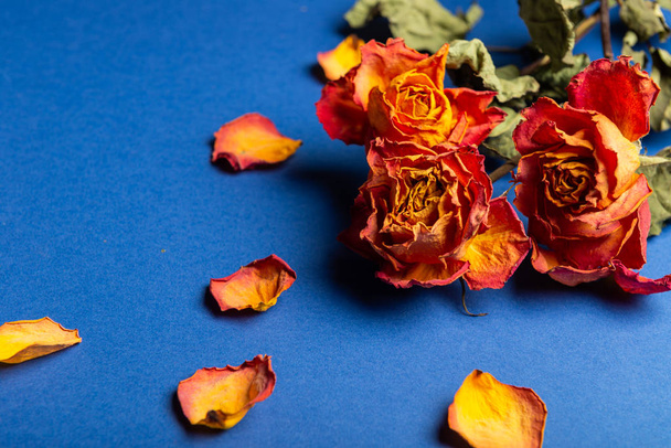 Szárított narancs rózsa, csokor gyönyörű, fakó virág - Fotó, kép