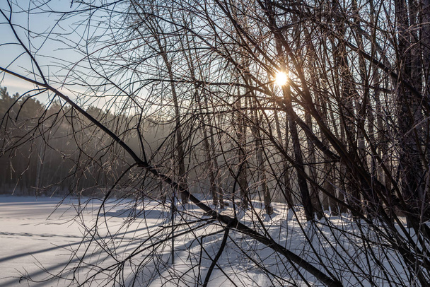 Yellow sun with bright rays makes its way in the winter forest - Photo, Image