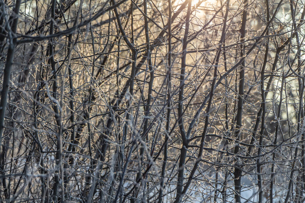 Yellow sun with bright rays makes its way in the winter forest - Photo, Image