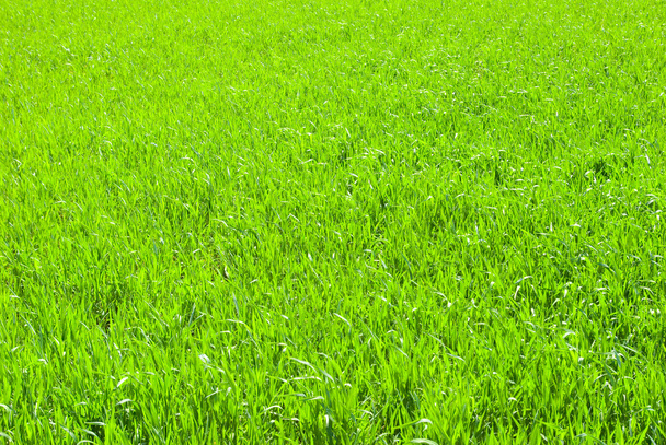 Травяное поле
 - Фото, изображение