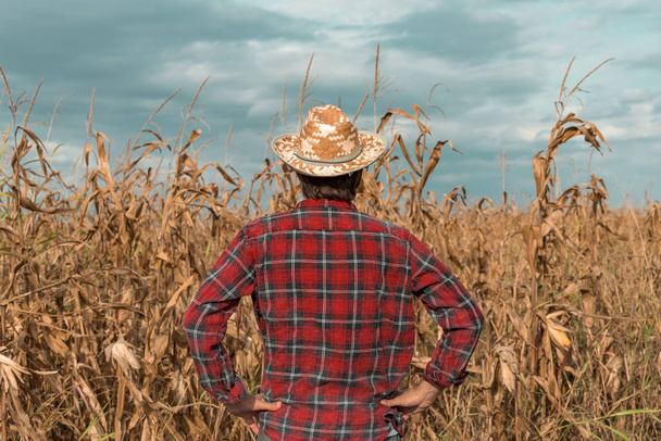 Rear view of corn farmer looking at his cornfield - Fotografie, Obrázek