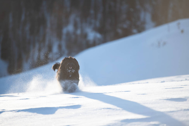 Velké Bergamo ovčák běží v čerstvém sněhu - Fotografie, Obrázek