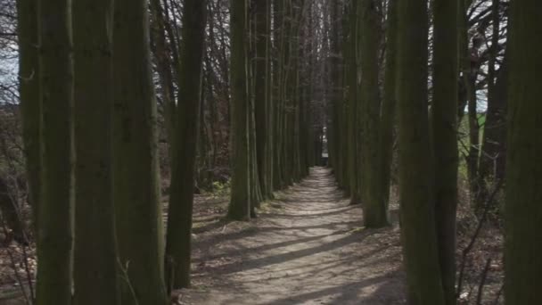 movement among trees - Séquence, vidéo
