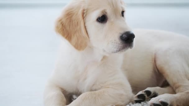Close up view of calm puppy - Záběry, video