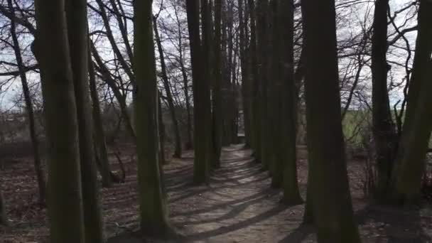 movement among the trees - Séquence, vidéo