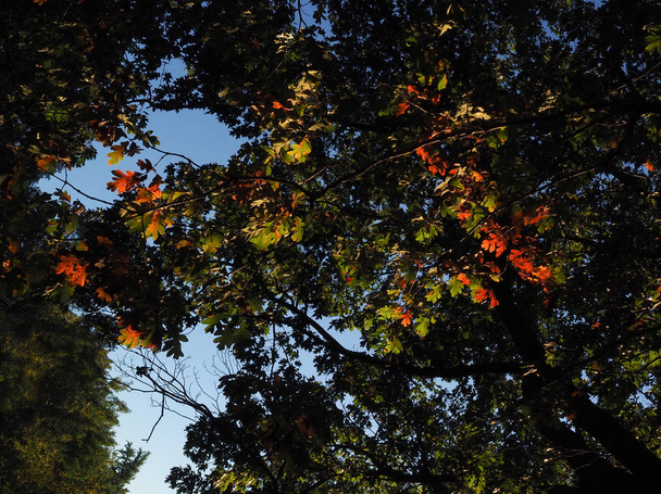 Яркие красные листья светятся в верхушках деревьев
 - Фото, изображение