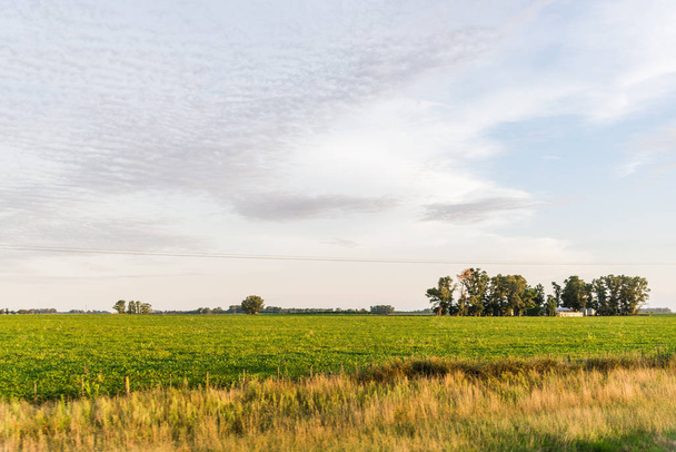 Wide angle view of yellow corn and soybean soy crop fields with green trees. - Photo, Image