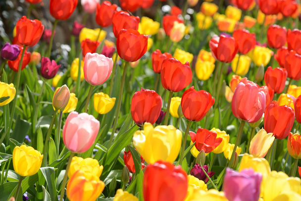 Tulips in the Spring - Zdjęcie, obraz