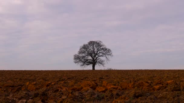 Μοναχικό δέντρο σε γεωργικό τομέα - Πλάνα, βίντεο