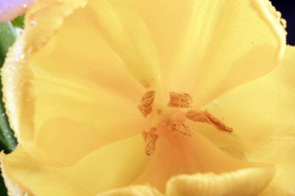 white and yellow Tulips  - Фото, зображення