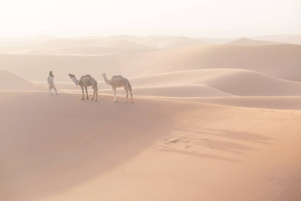 Beduiini ja kamelit matkalla hiekkadyynien läpi. Kaunis auringonlasku asuntovaunulla Saharan autiomaassa, Marokossa, Afrikassa Silhouette nomad mies värikäs maisema
. - Valokuva, kuva