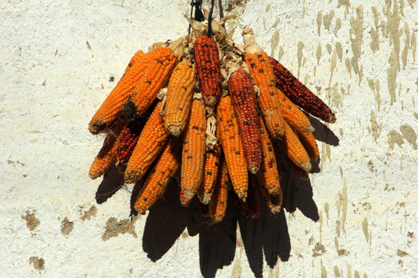 Dried Corn - Photo, Image