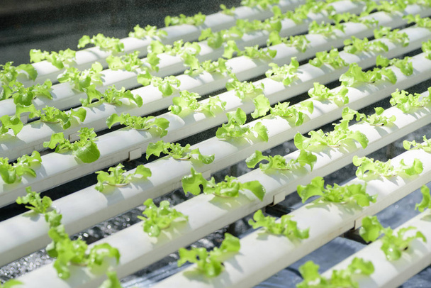 Hydroponics vegetables plant growing in greenhouse - Фото, зображення