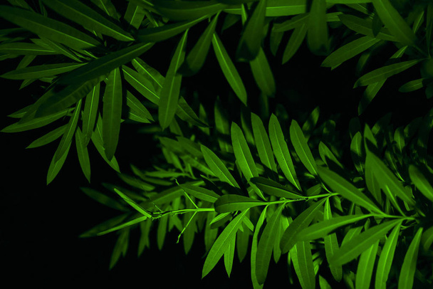Rami di piante con foglie verdi vista da vicino
 - Foto, immagini