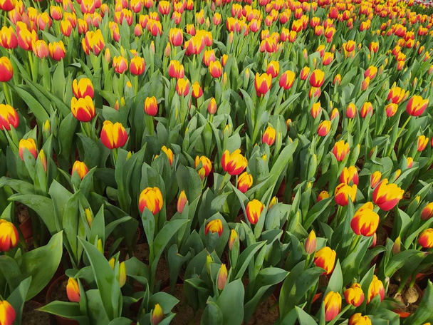red yellow tulips with green leaves background - Photo, Image