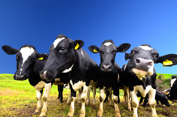 koeien op het veld - Foto, afbeelding