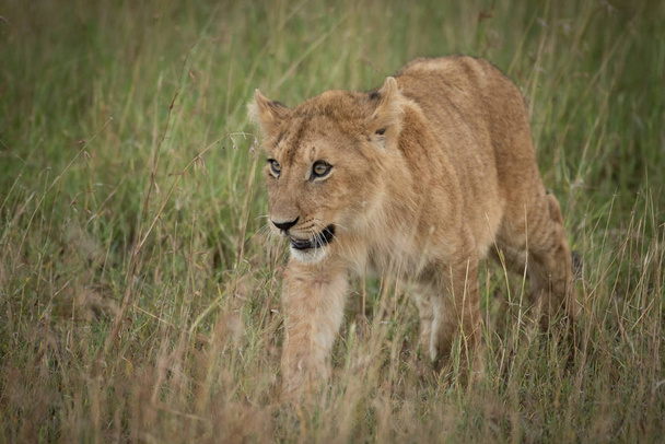 Leijonanpentu kävelee kameraa kohti ruoholla
 - Valokuva, kuva